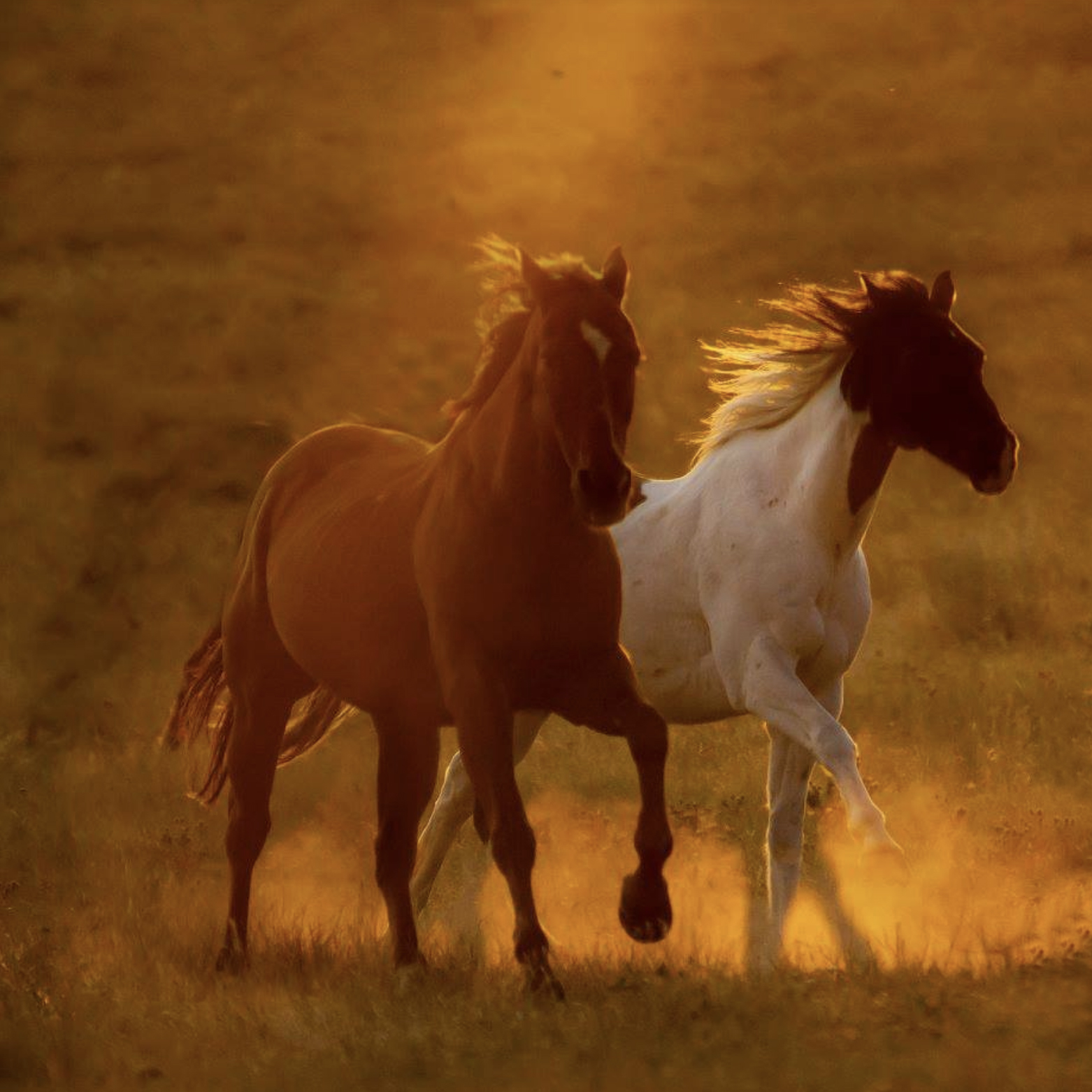 PhotoEncaustic Equine Workshop